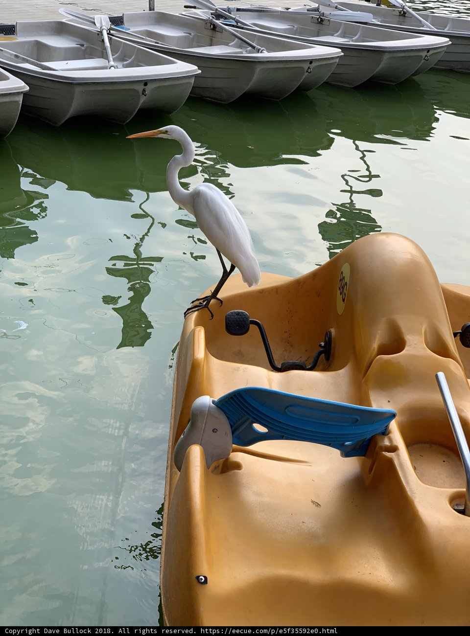 Seafaring Bird