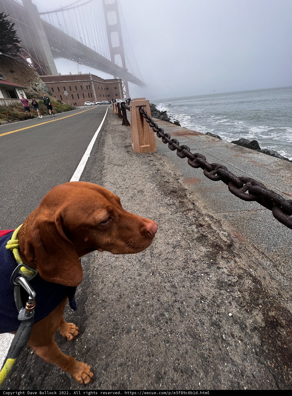 Stylish Dog at the Waterfront Fence