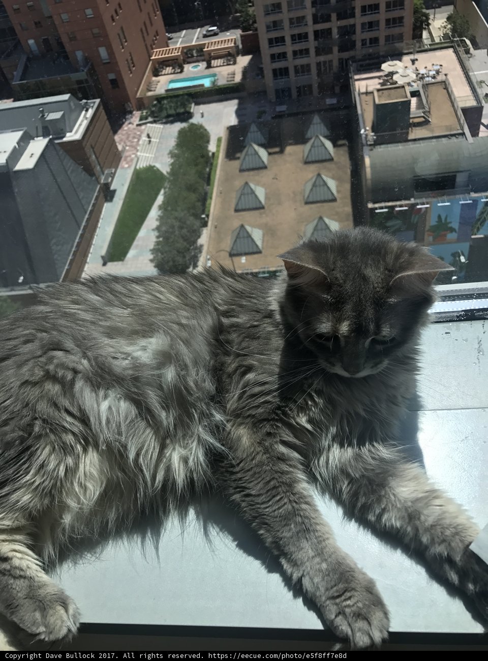 City Cat