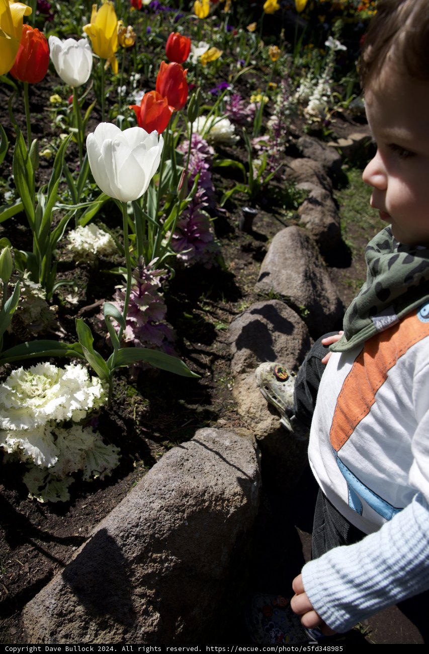 Blooming Innocence in Golden Gate Park Windmills, 2024