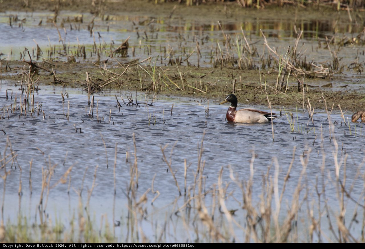 Northern Shoveler Drake in Flooded Agricultural Wetland