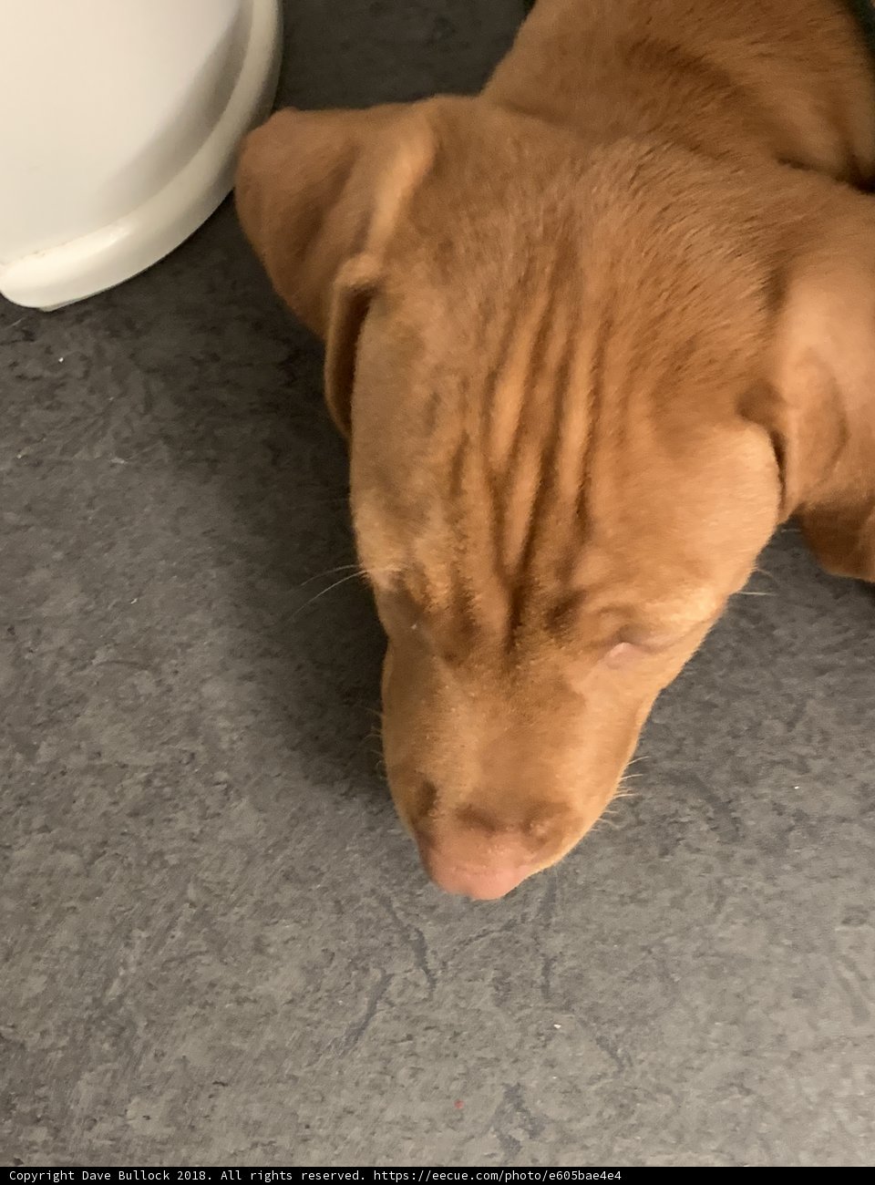 Resting Pup by the Bowl