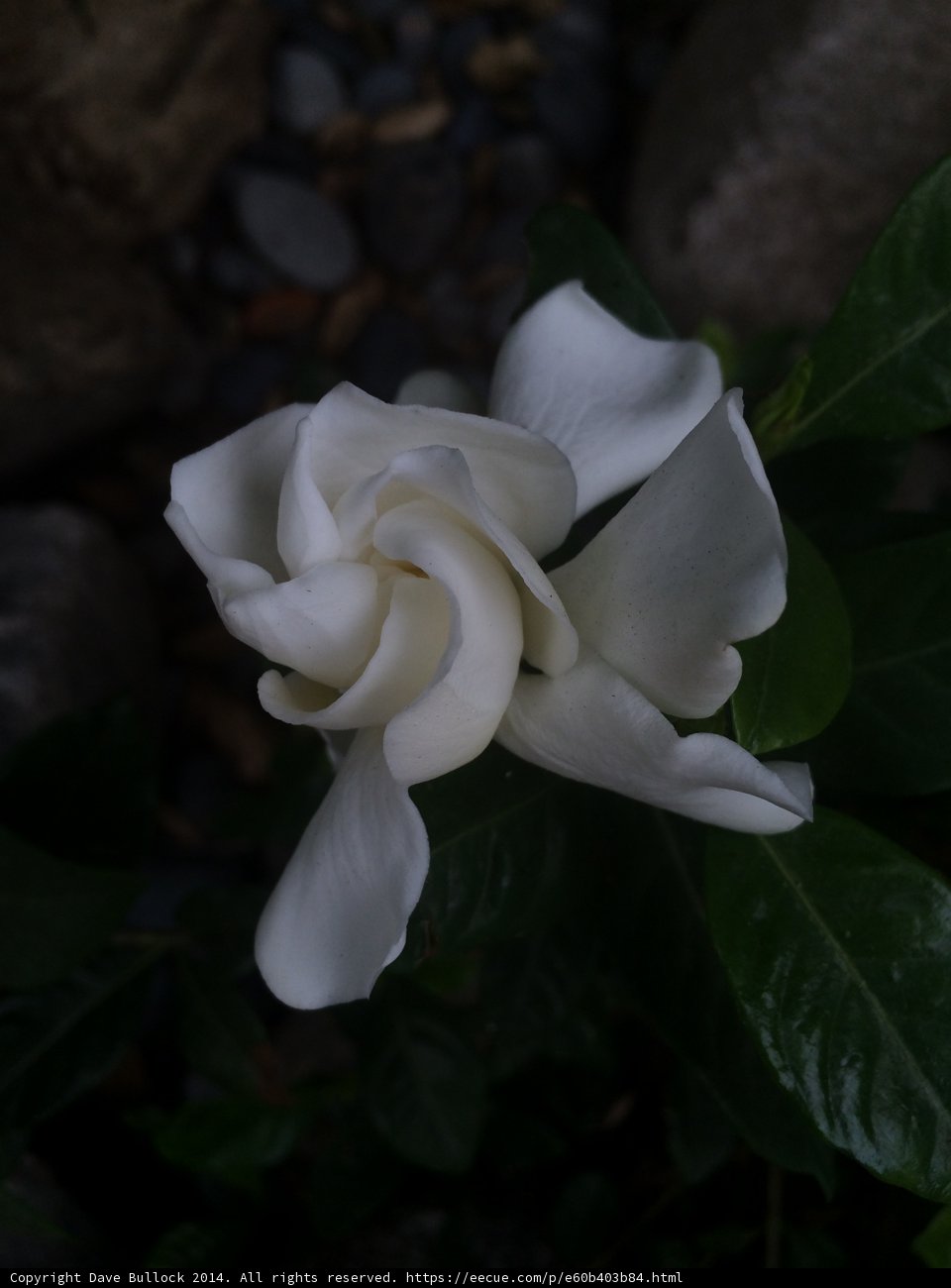 A White Rose Among Rocks