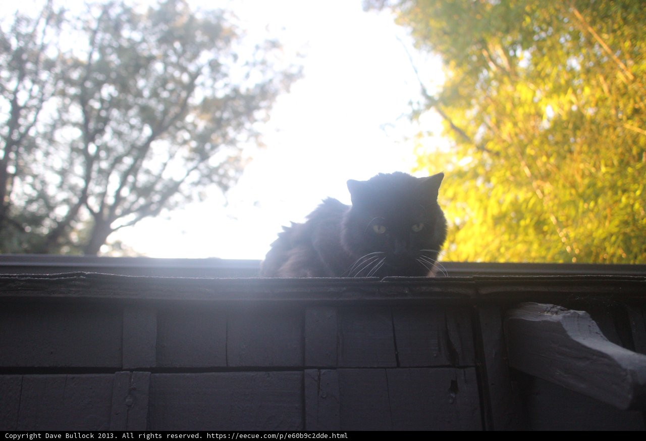 Majestic Black Cat Perched on Fence