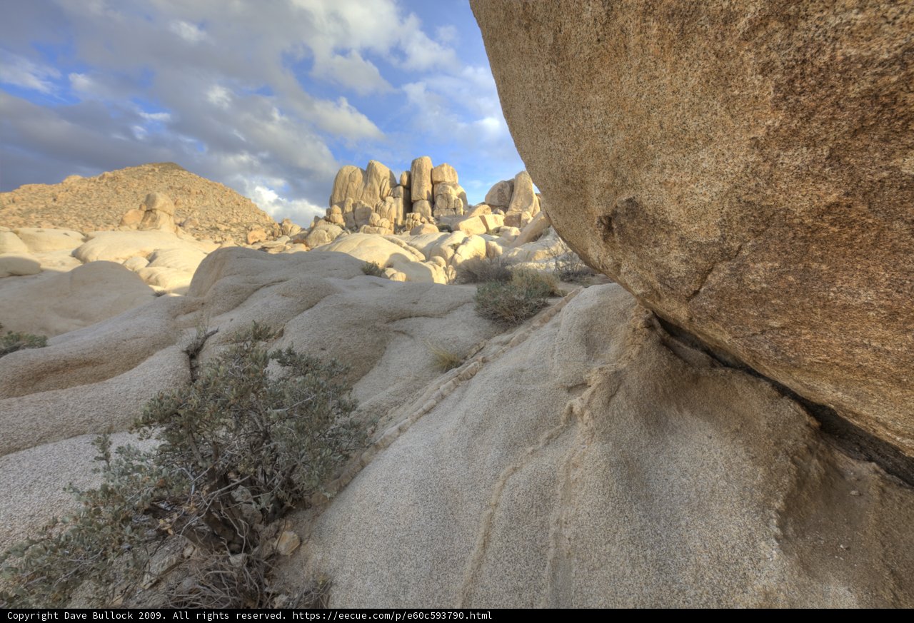 Desert Beauty