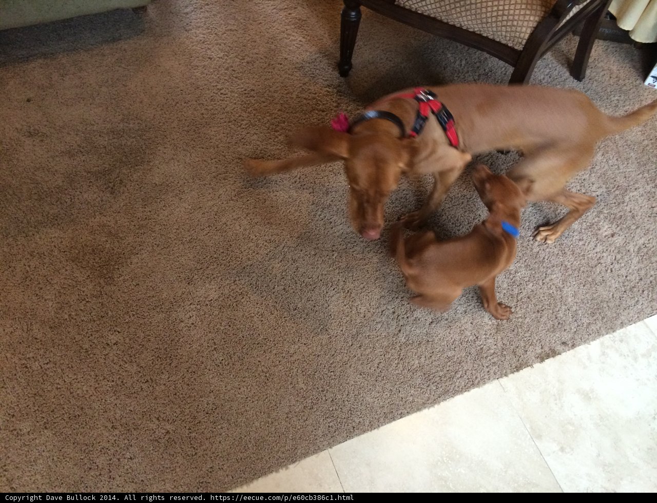 Playtime Pals