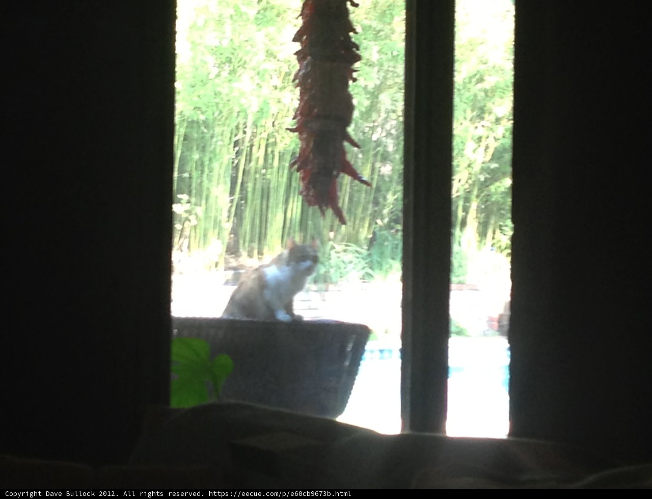 Potted Plant Peeking Cat