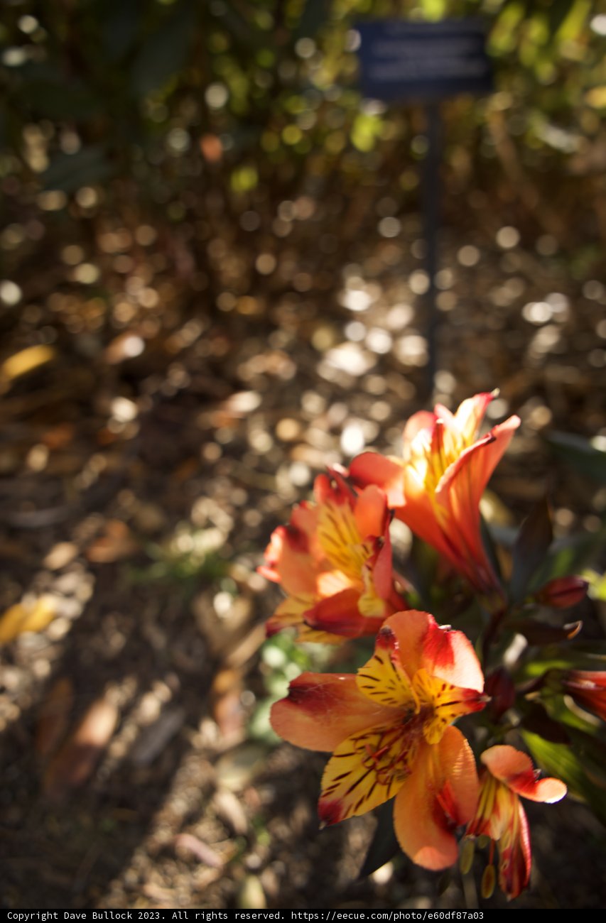 Sun-drenched Petals: Delightful Floral Array at San Francisco Botanical Garden