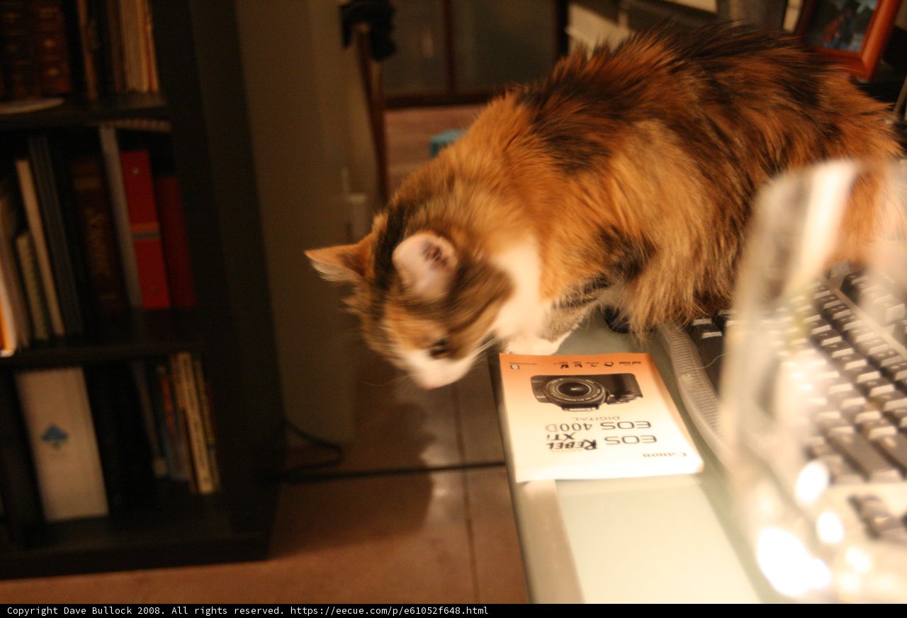 Feline Work Companion