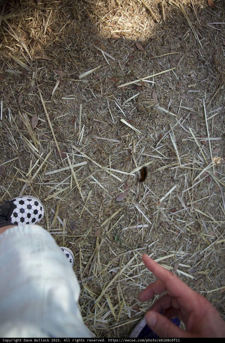 A Delicate Discovery at Metzgars' Pumpkin Patch 2023