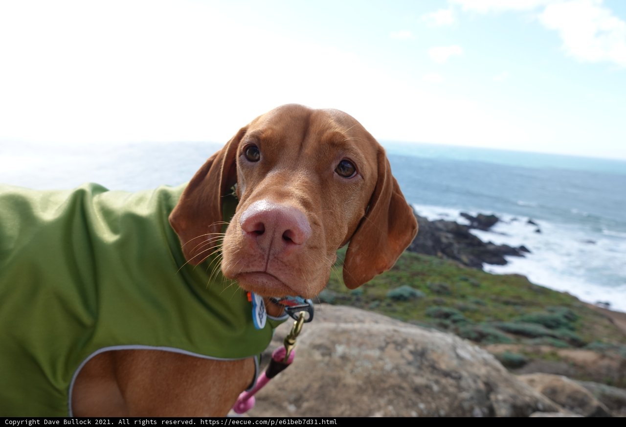 Canine in Green Jacket takes in the Ocean View