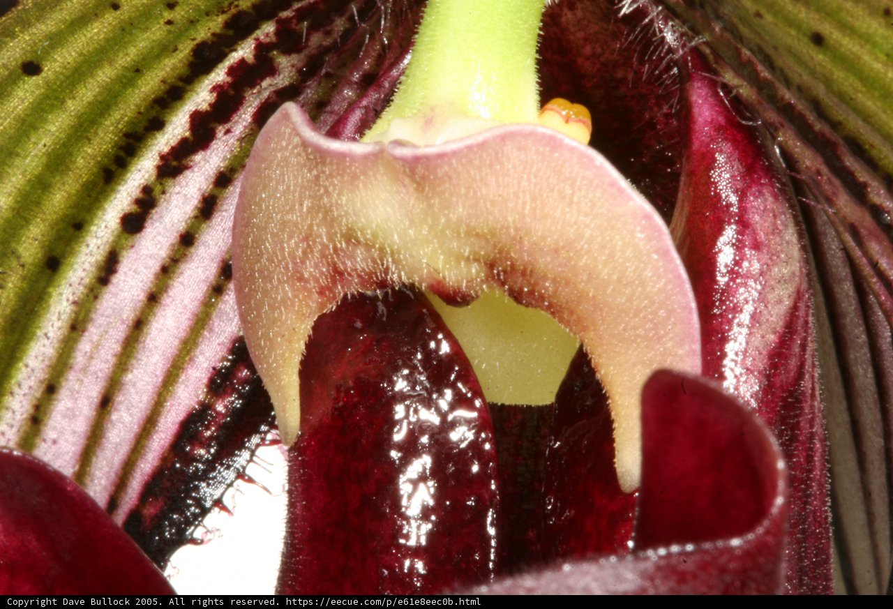 Close Up of a Vibrant Flower