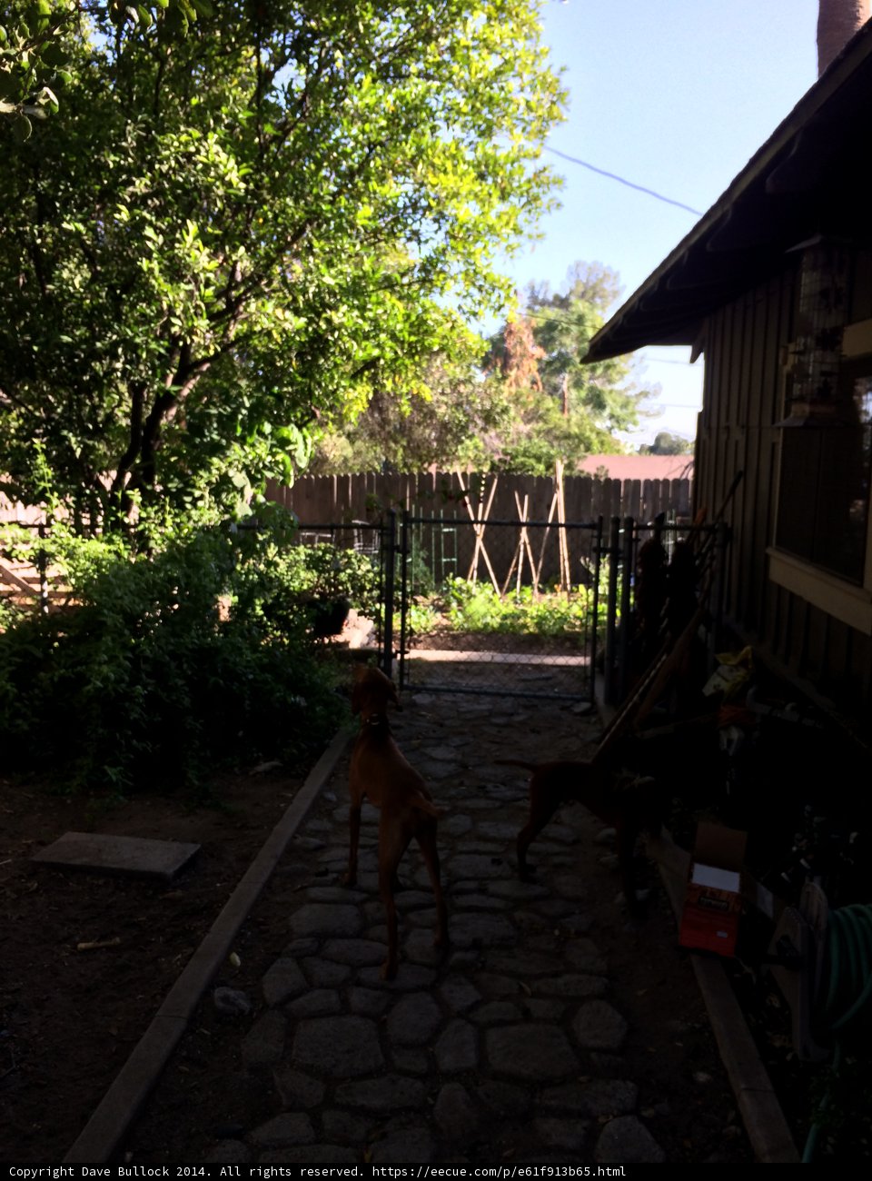 The Path of Two Dogs