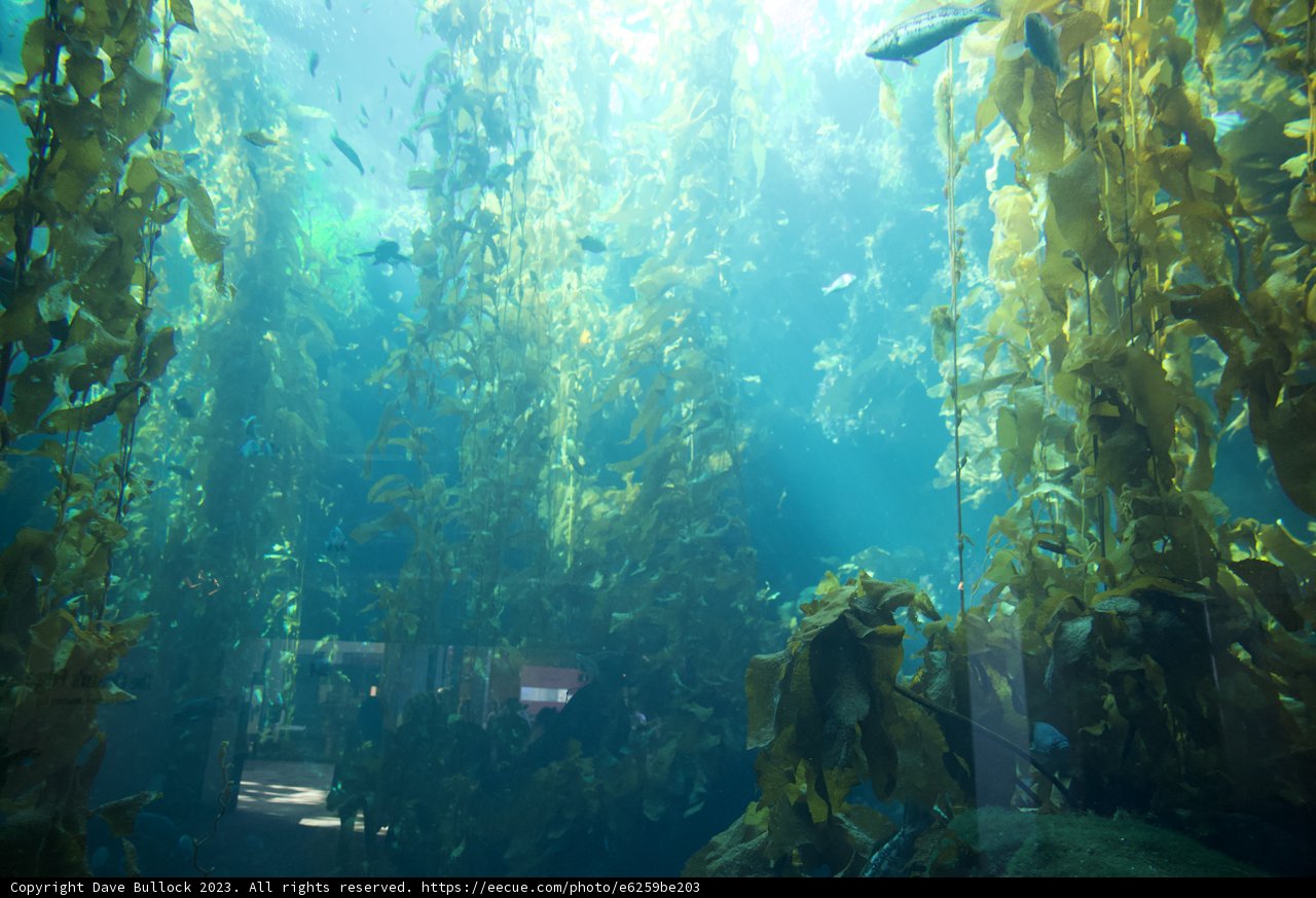 Immersed in the Underwater Beauty: The Kelp Forest