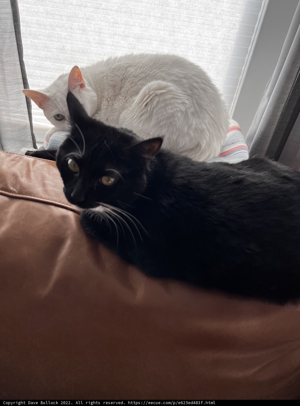 Feline Friends on the Couch