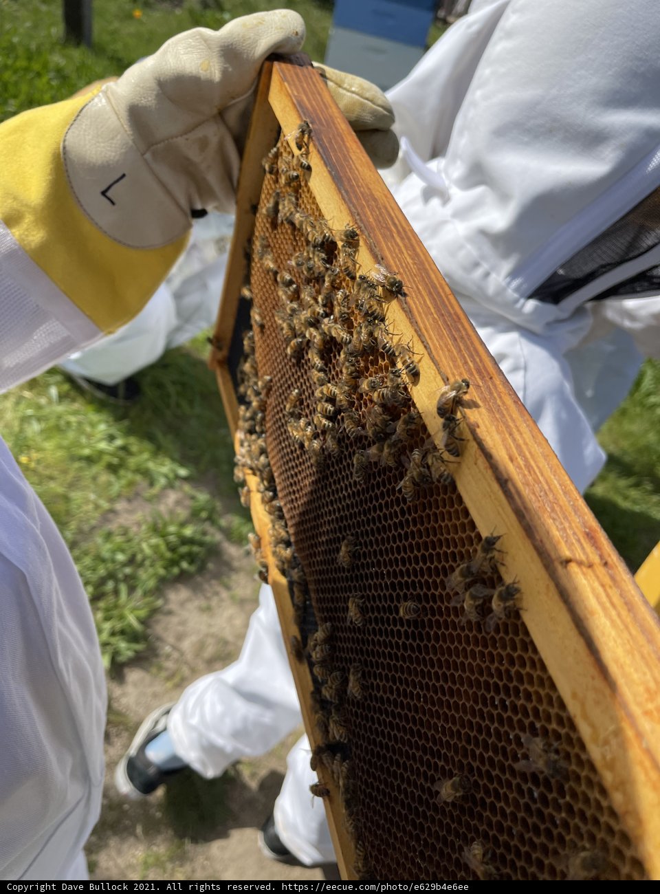Beekeeper Tending to Honey Bees in Carmel, California