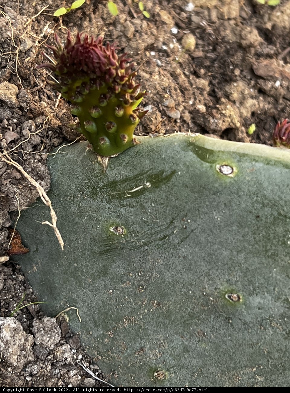 Beauty of the Desert