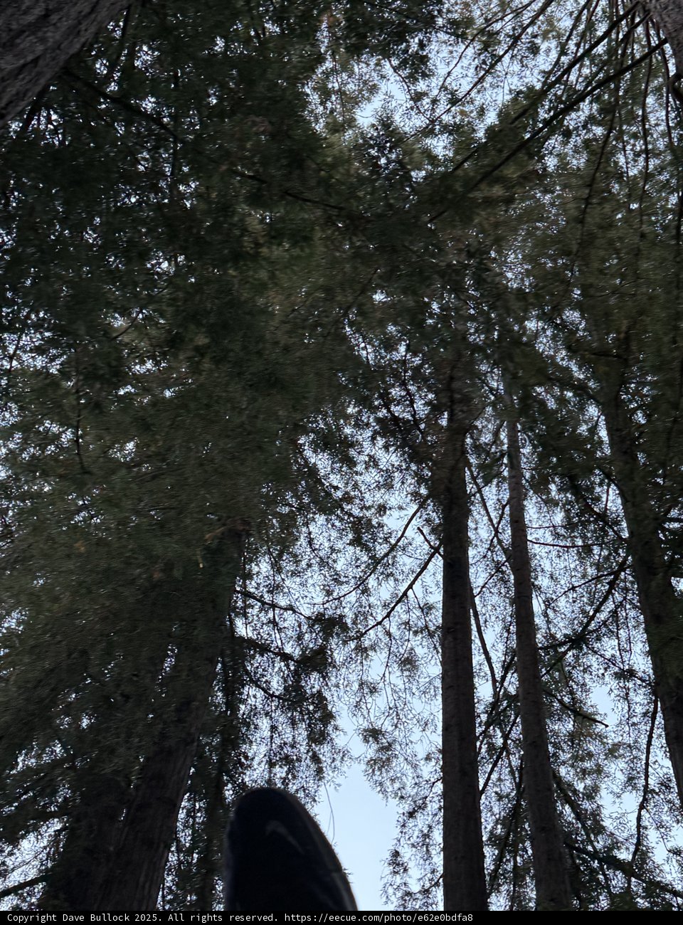 Amongst the Giants
