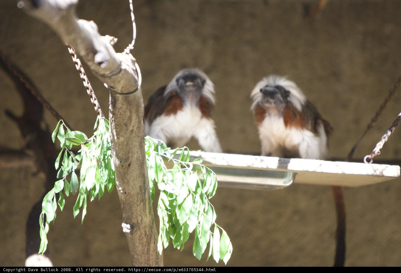 Monkey Business