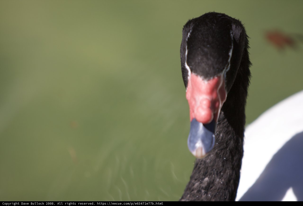 Majestic Black Swan with a Striking Red Beak