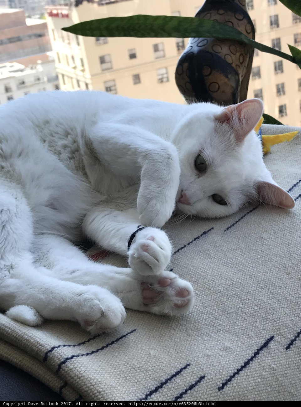 Feline Comfort