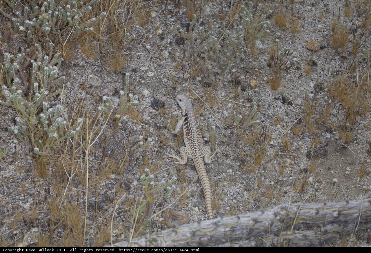 Lizard Out for a Walk