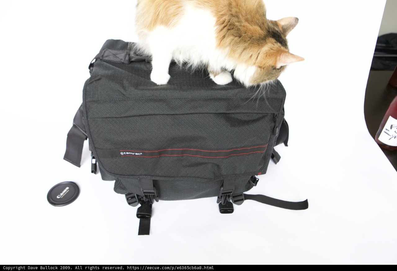 Cat on Backpack Adventure