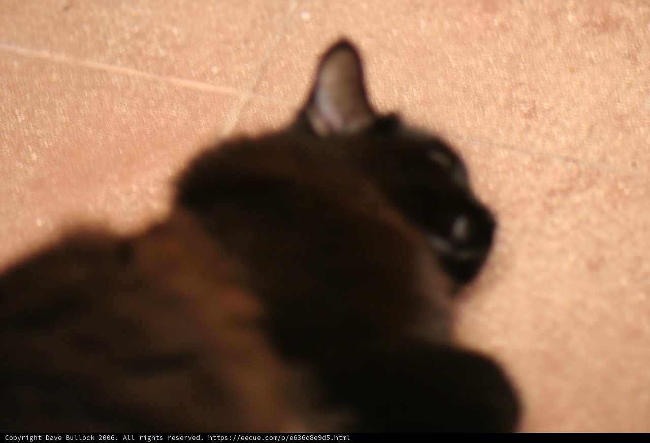Comfortably Feline