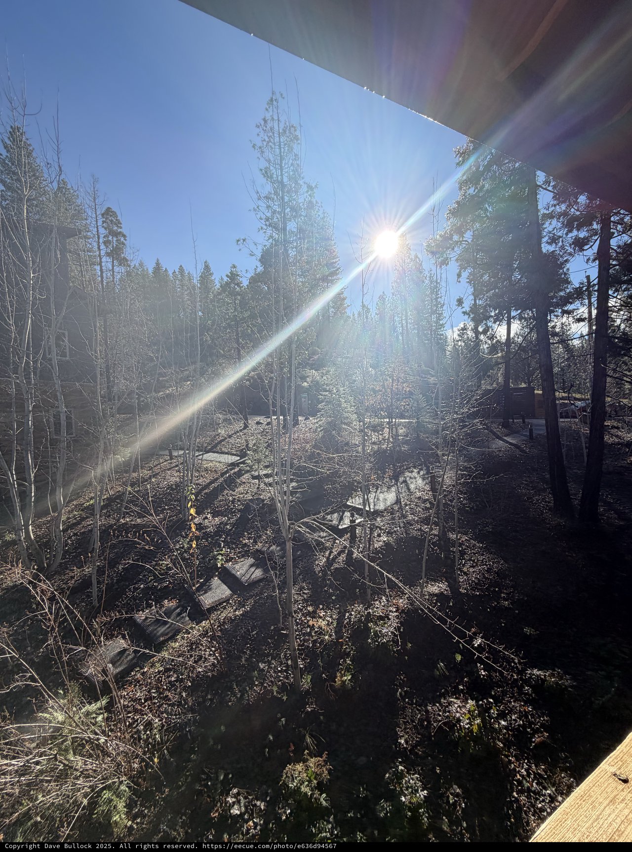 Winter Sun Flare Through Bare Sierra Nevada Trees