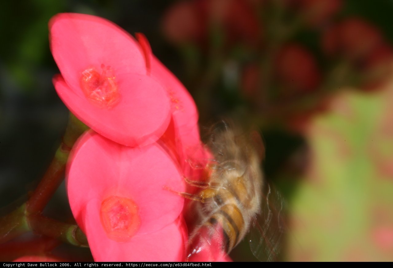 Bee and Begonia Blossom