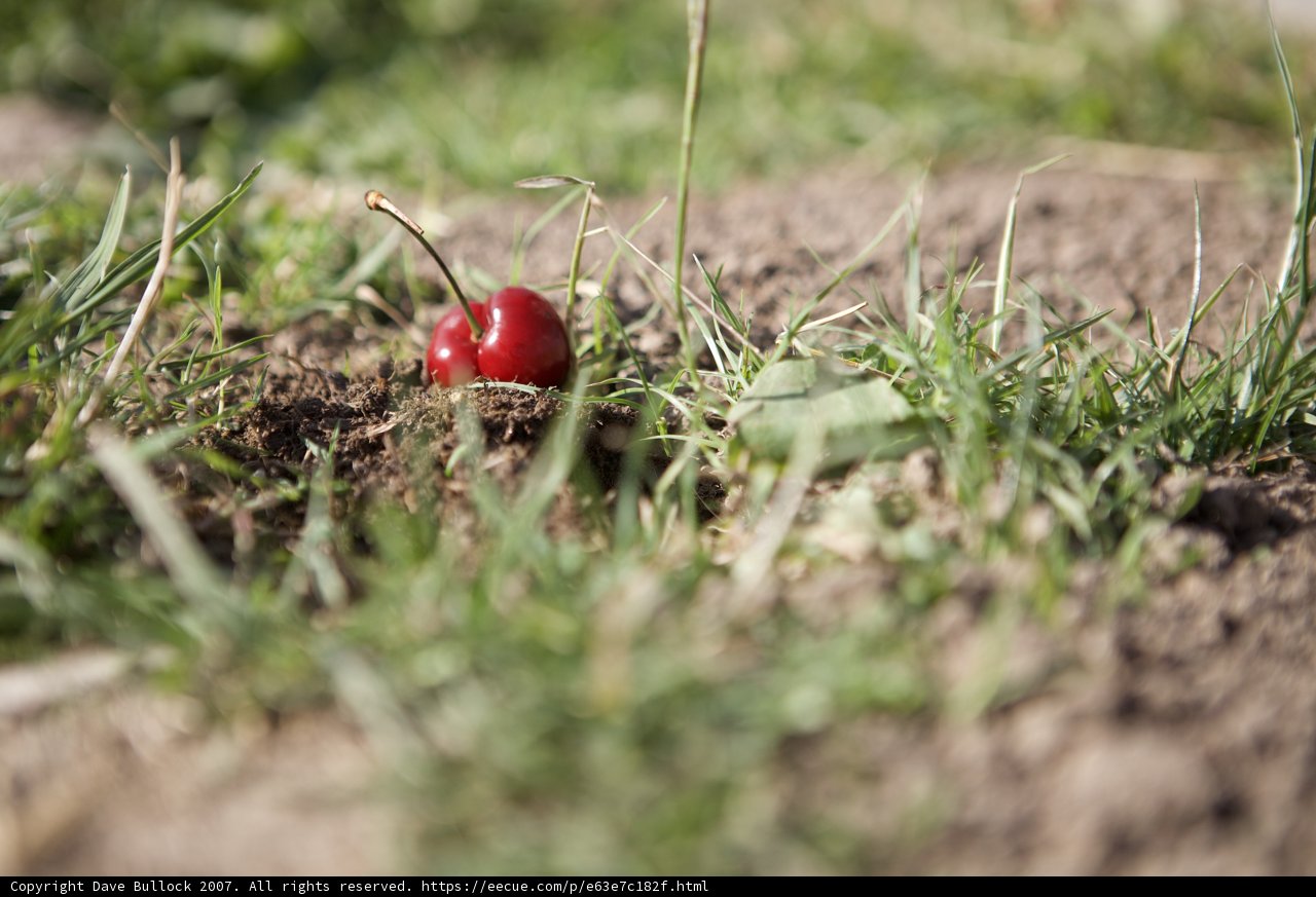 The Lone Cherry
