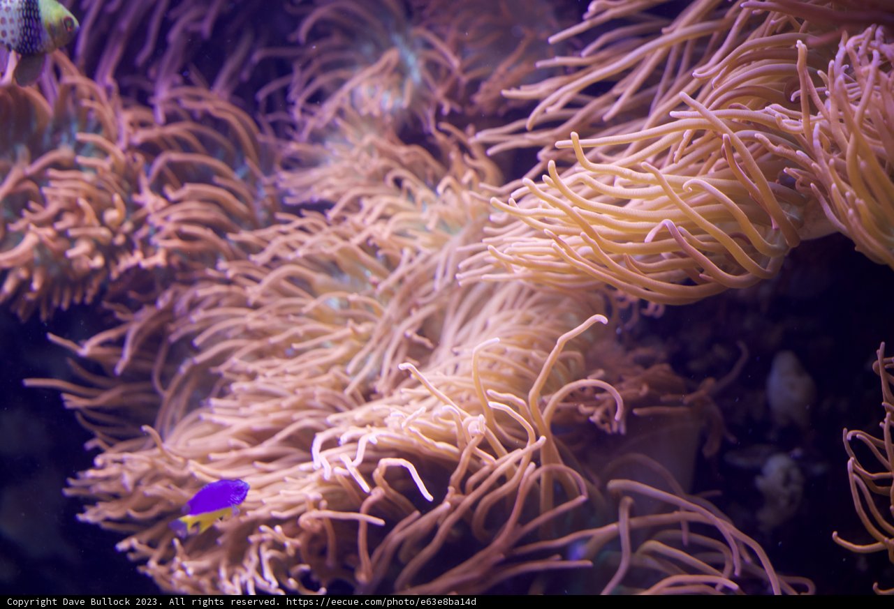 Diving into the Deep - The Interactive Dance of Clownfish and Anemone