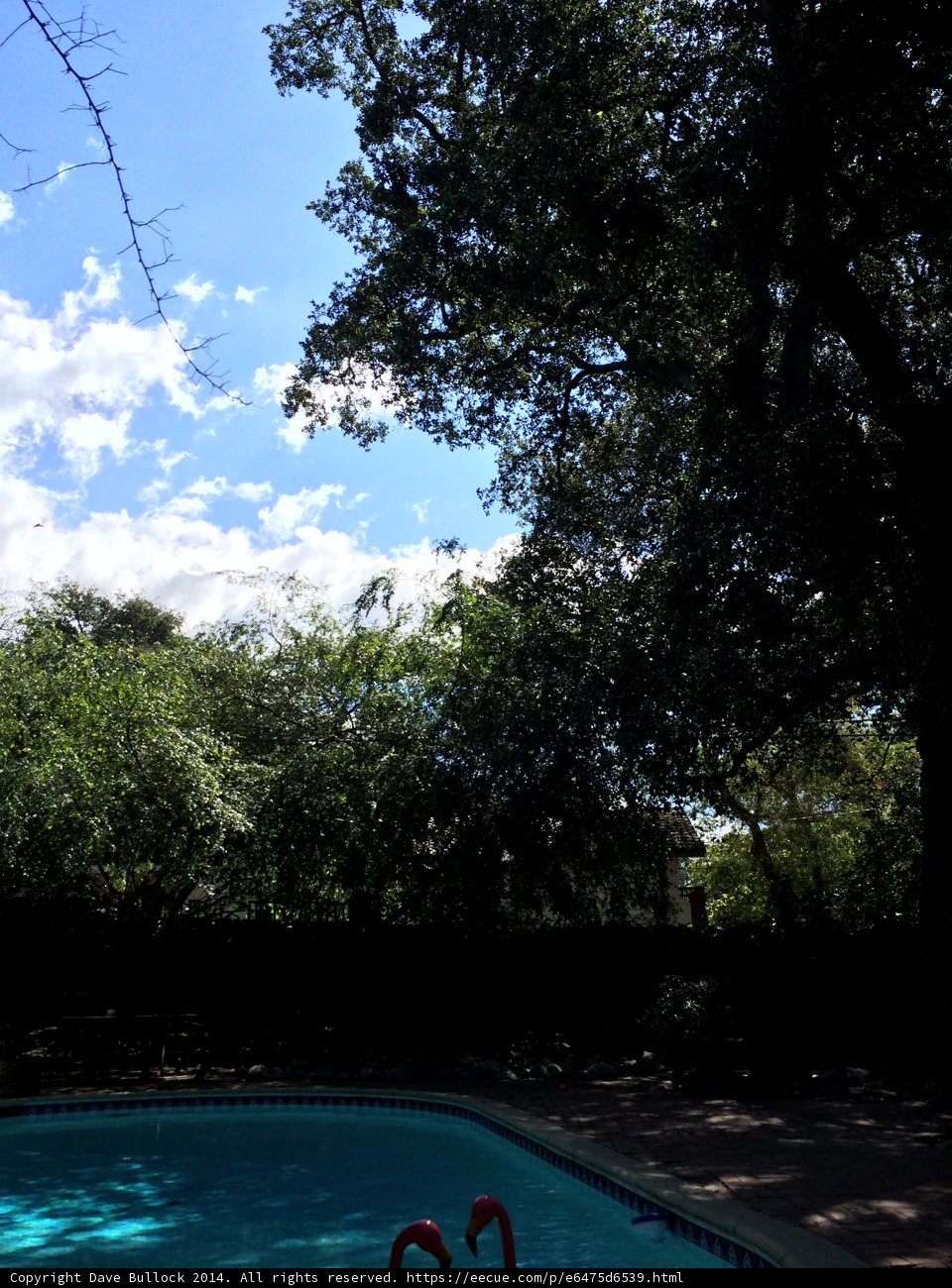 Summer Oasis by the Pool