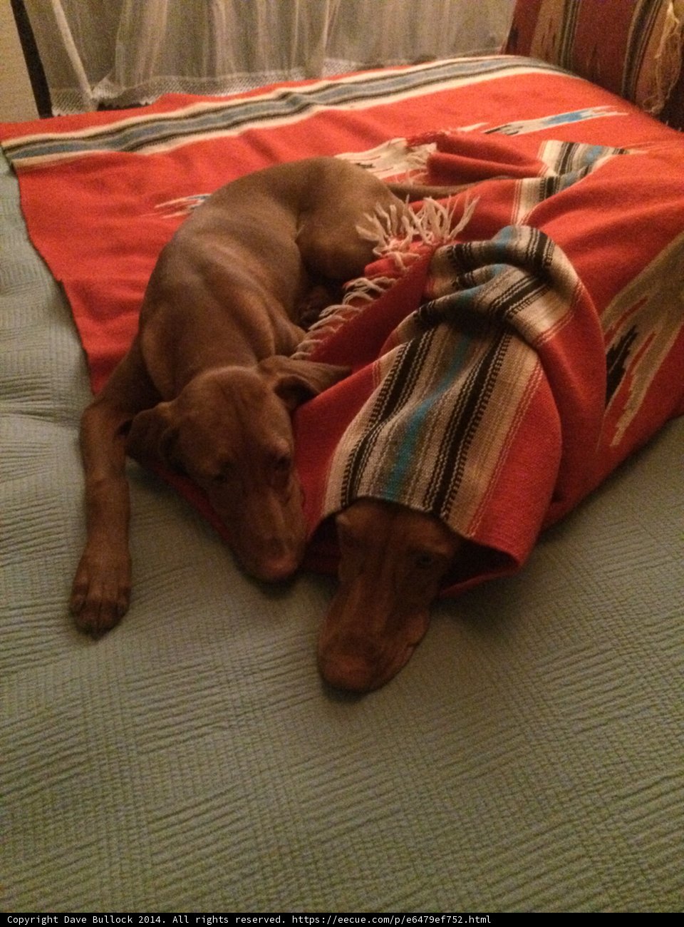 Cozy Canines