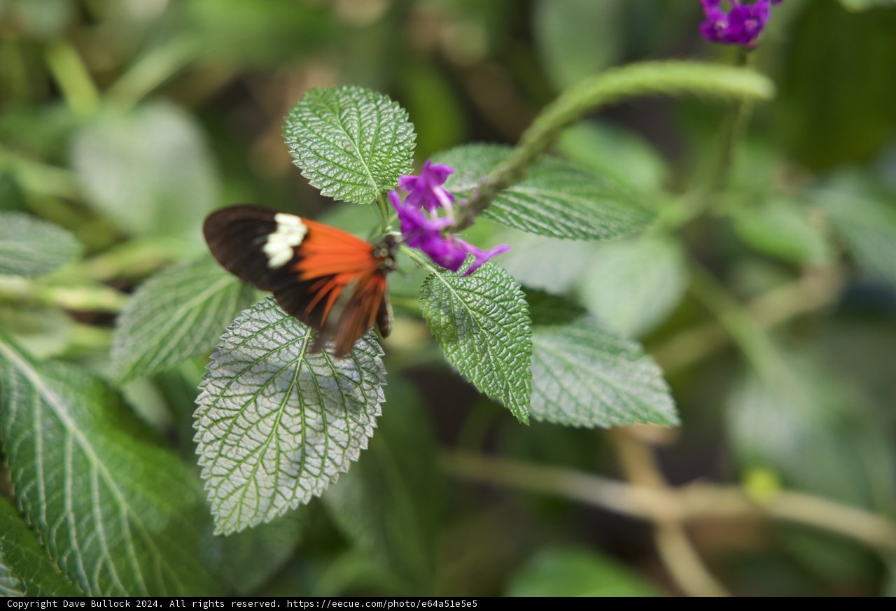Delicate Dance: Butterfly on Geranium