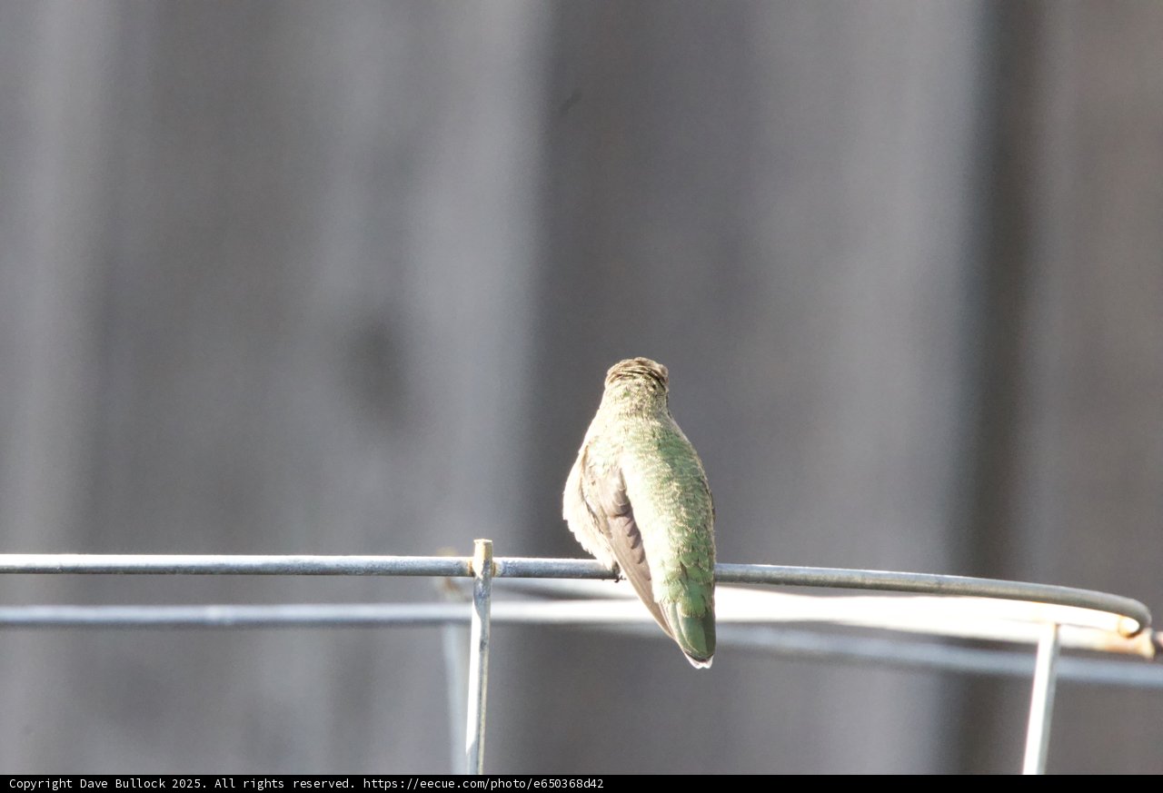 Perched Majesty