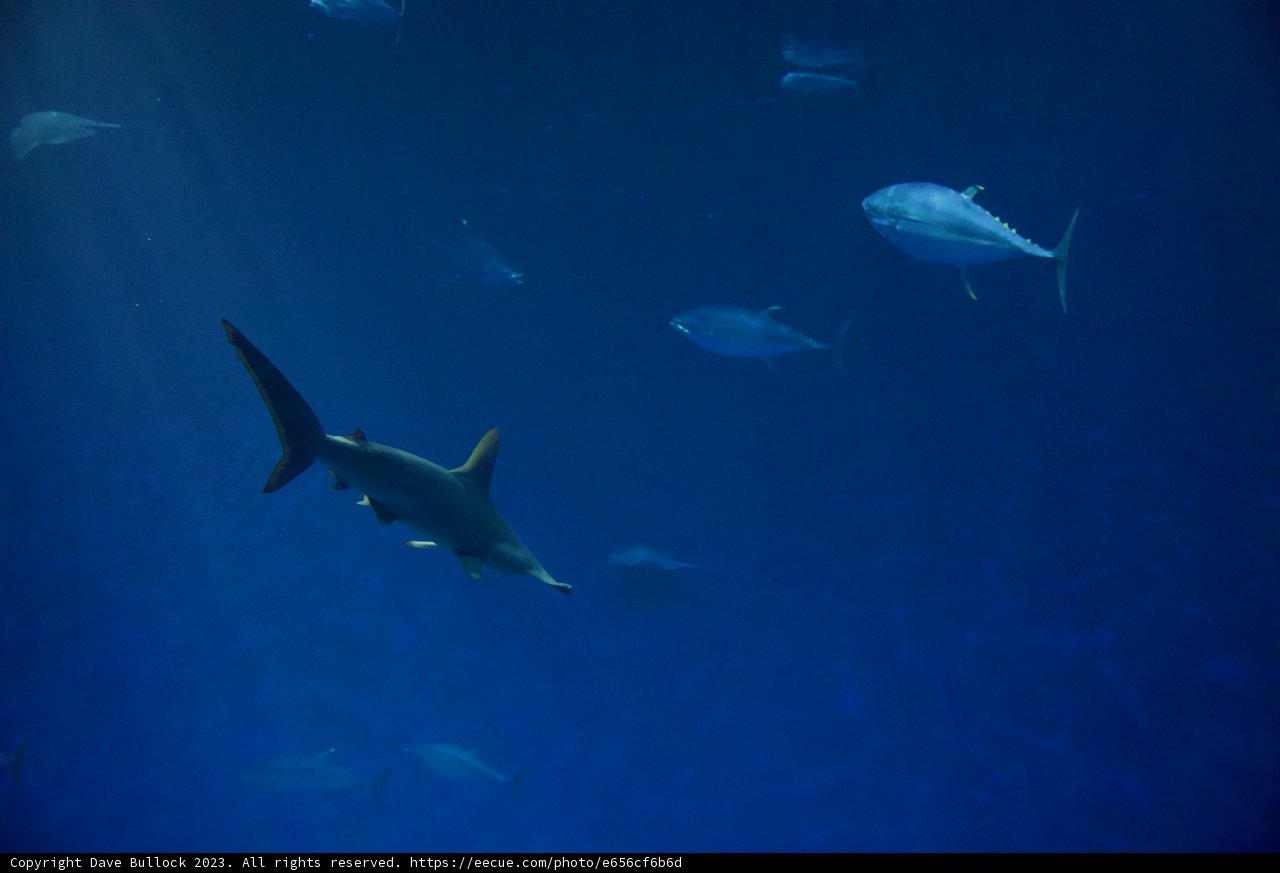 Under the Sea: A Showcase of Monterey Aquatic Life