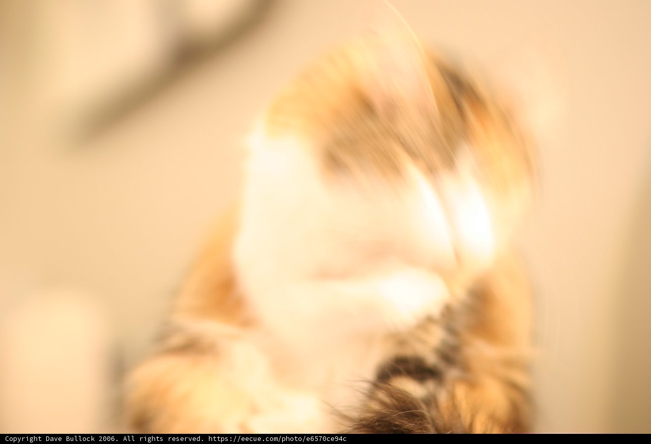 Feline Mischief