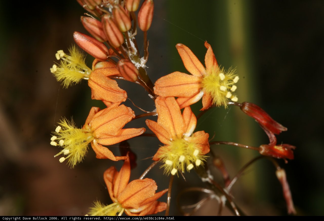 Radiant Orange Blossoms