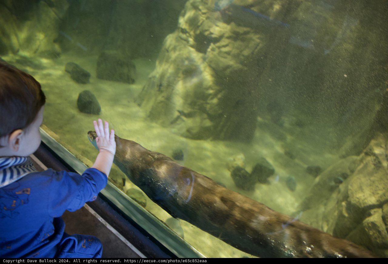 Wonder of Underwater World: A Young Explorer's Journey at Aquarium of the Bay