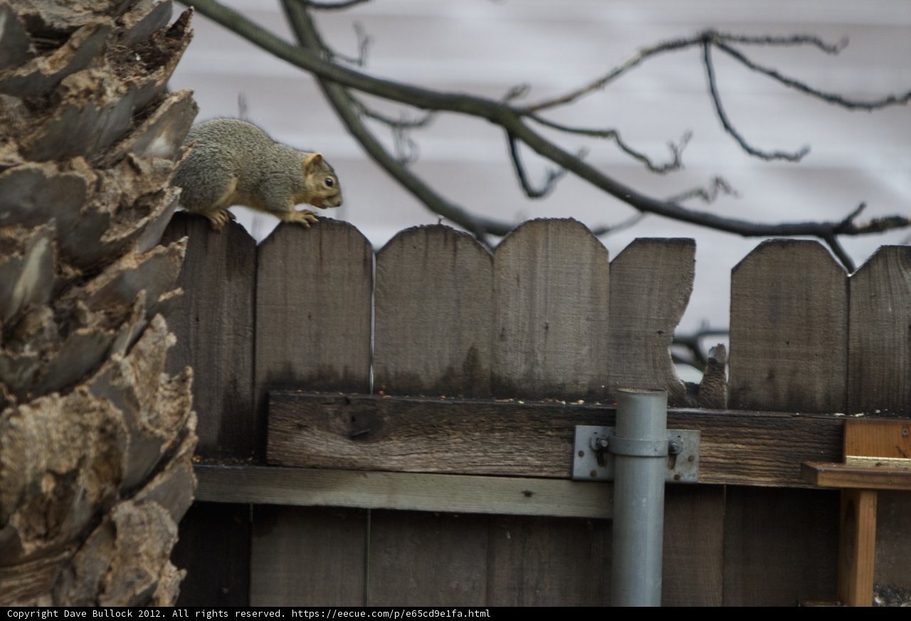 Squirrel on the Fence