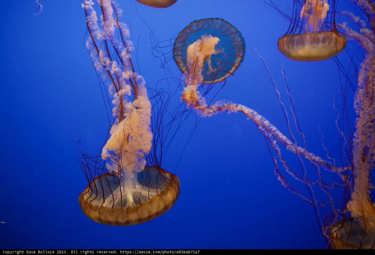 Underwater Ballet: Jellyfish Spectacle at Monterey Bay Aquarium