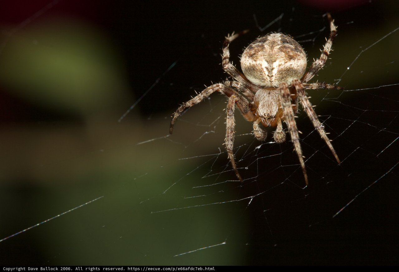 Eerie web spinner