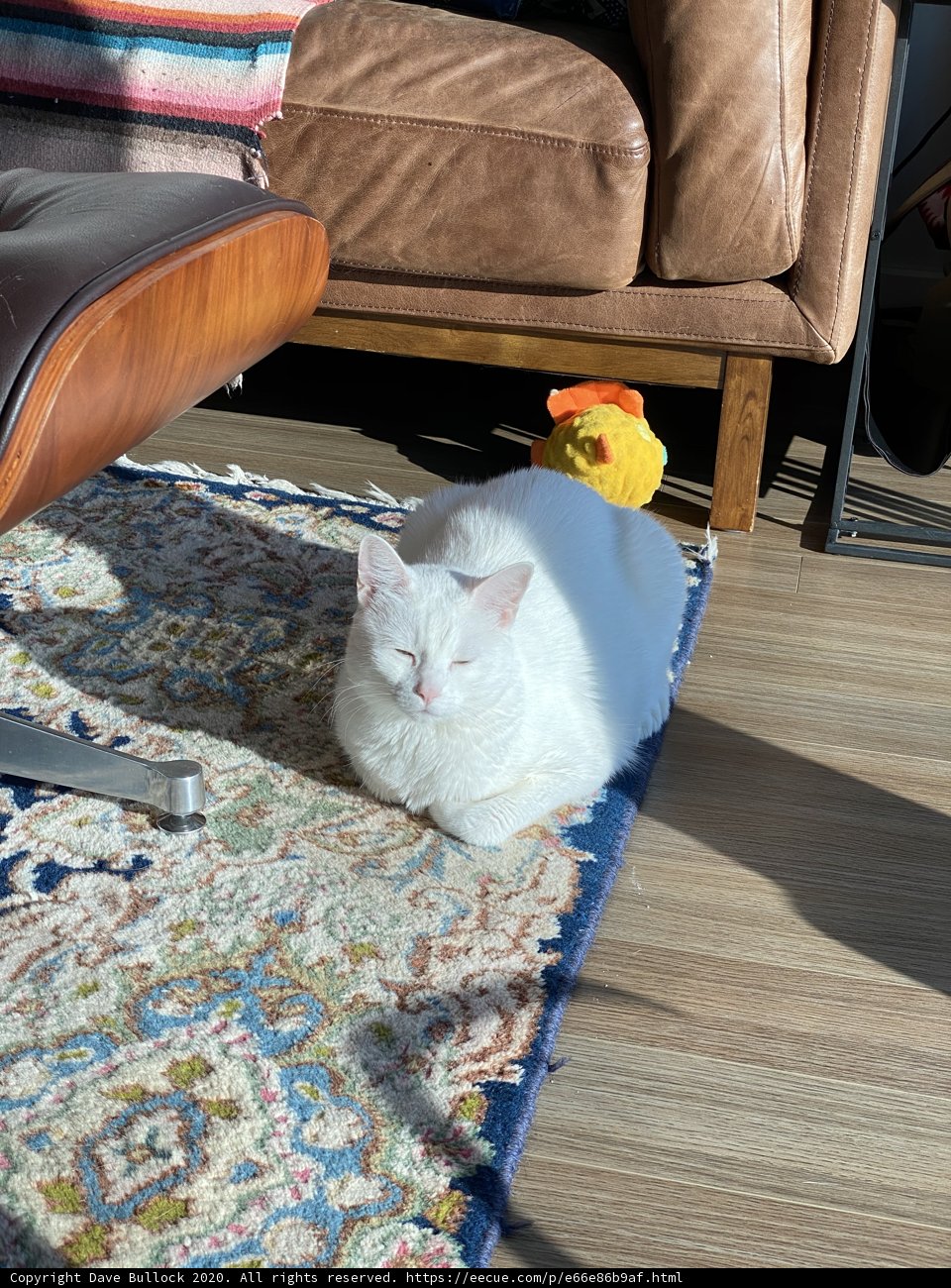 Purrfectly at Home on the Couch