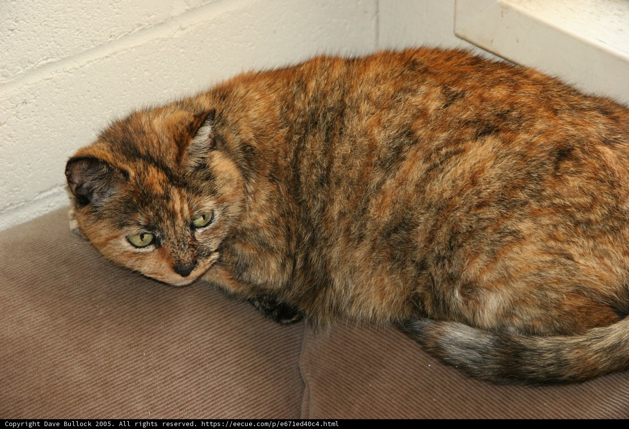 Comfortable Cat on Couch