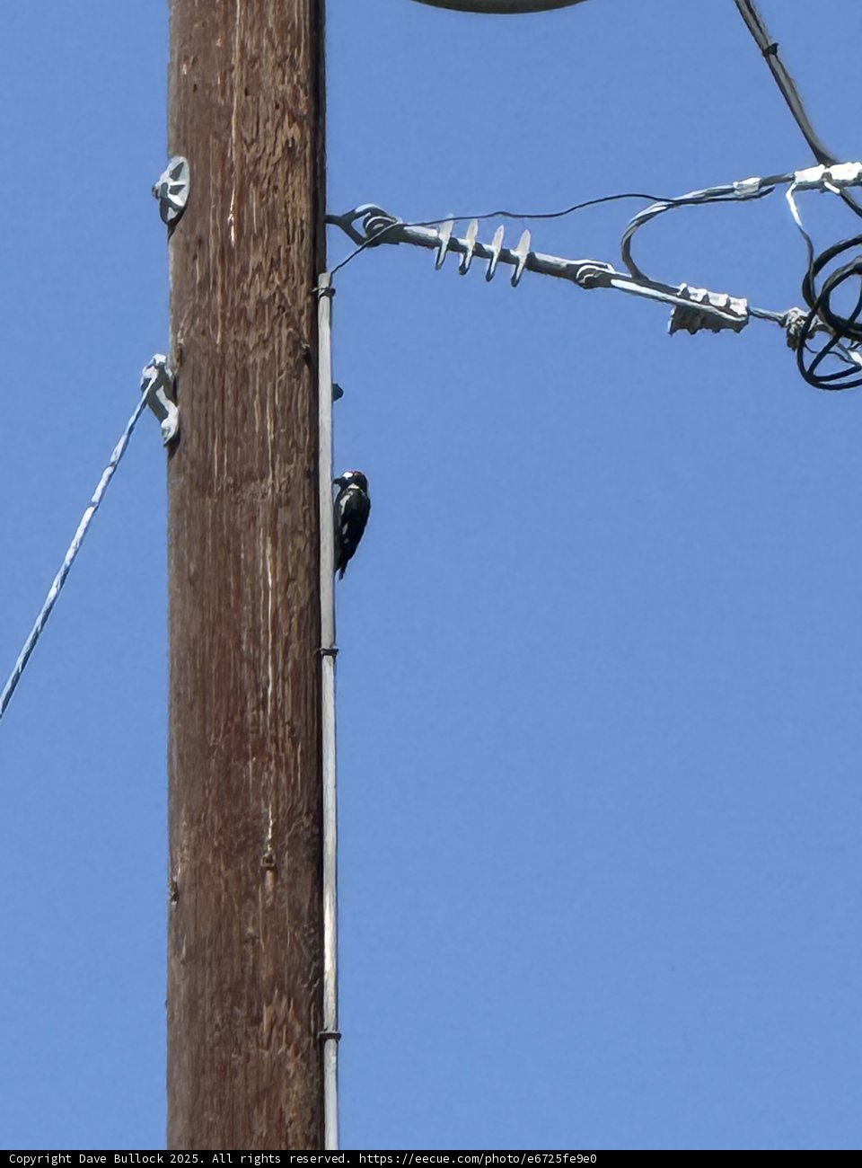 Skyward Perch