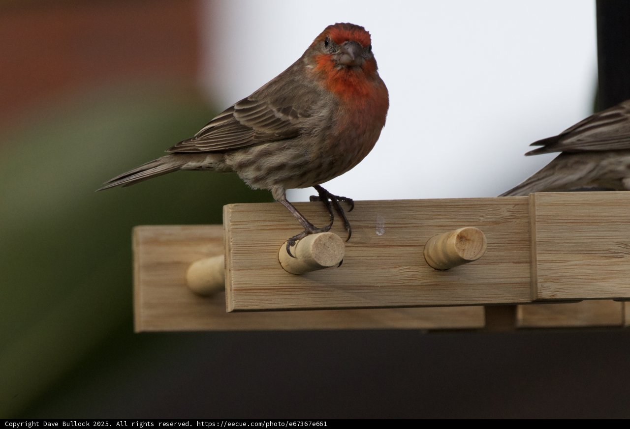 Feathered Companions