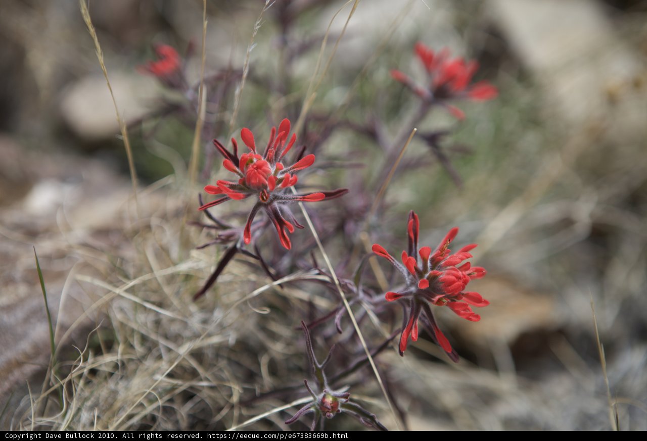 Blooming Reds