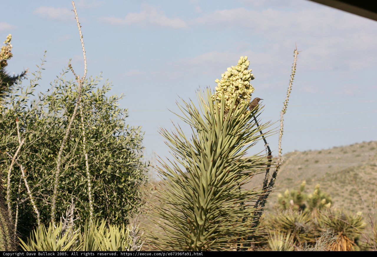 Desert Bird on Agavaceae Plant