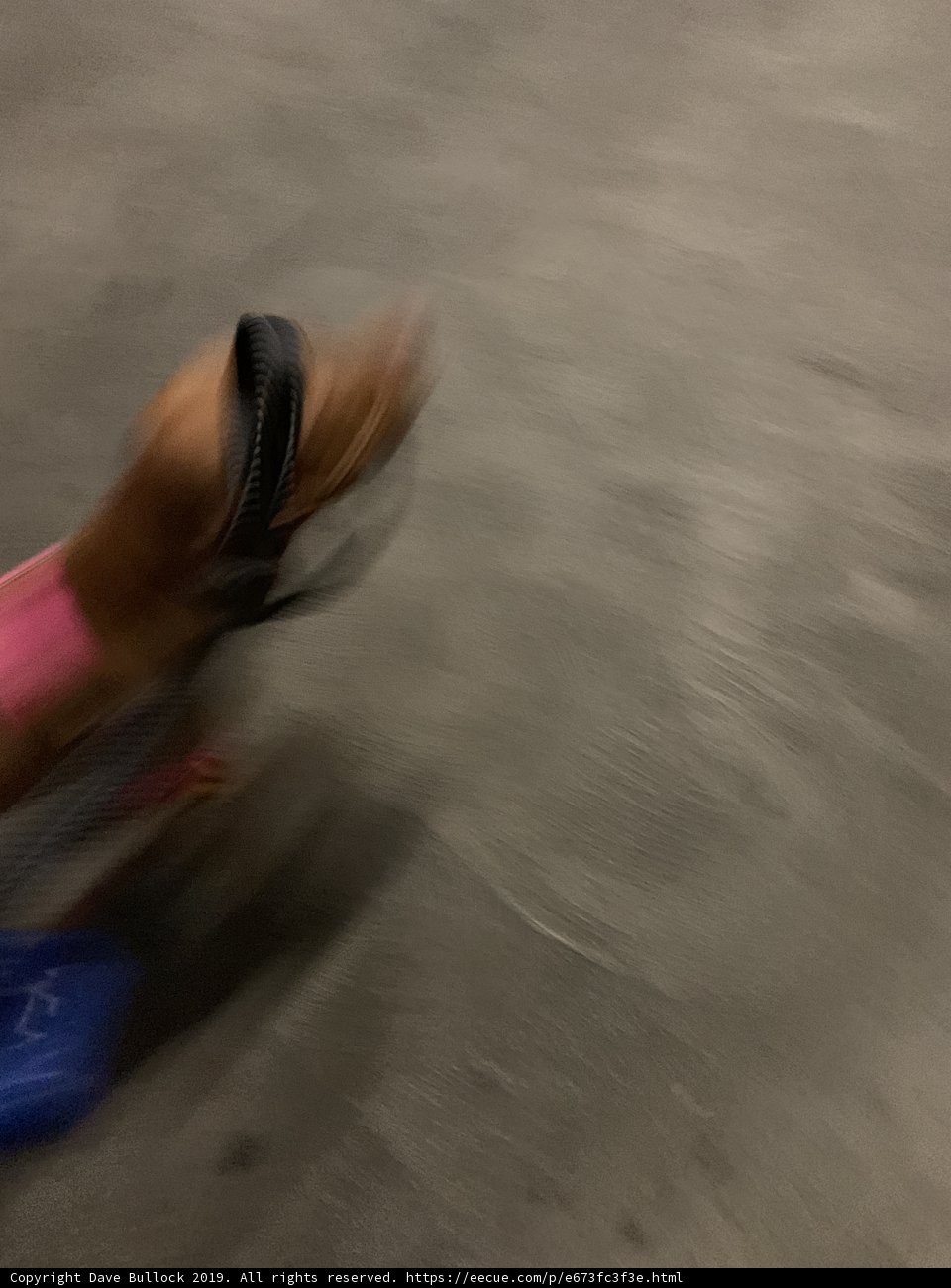 Skateboarding with Your Furry Best Friend